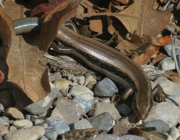 Gilbert's Skink